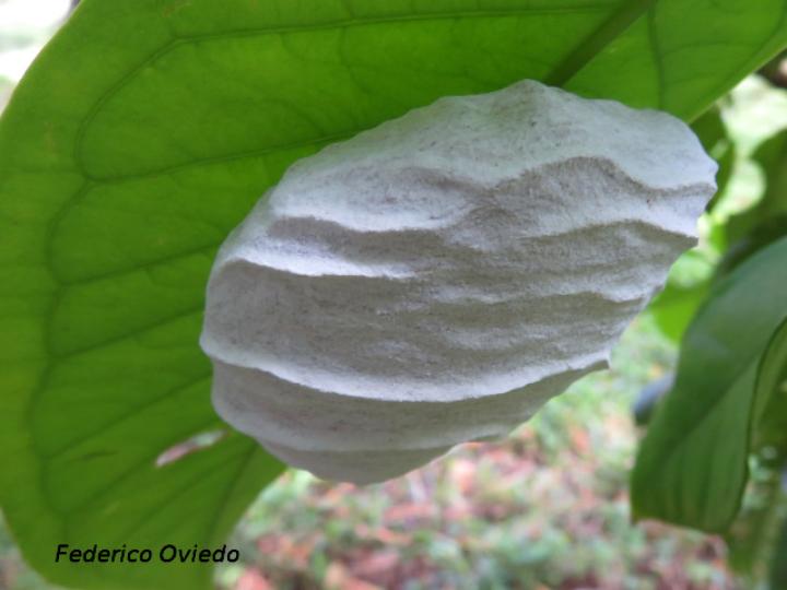 Charterginus nevermanni