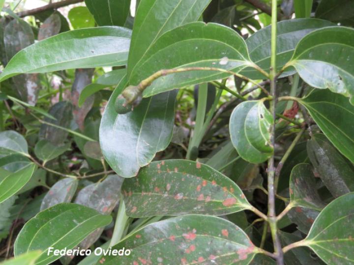 Cinnamomum verum