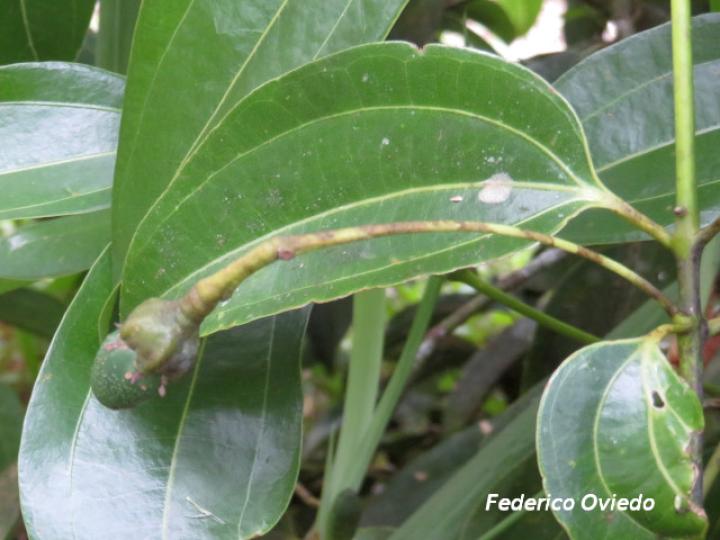 Cinnamomum verum