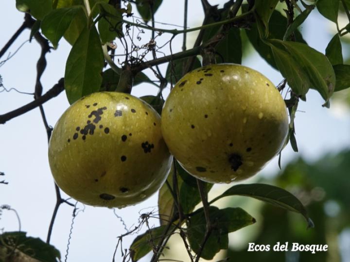 Cionosicys guabubu