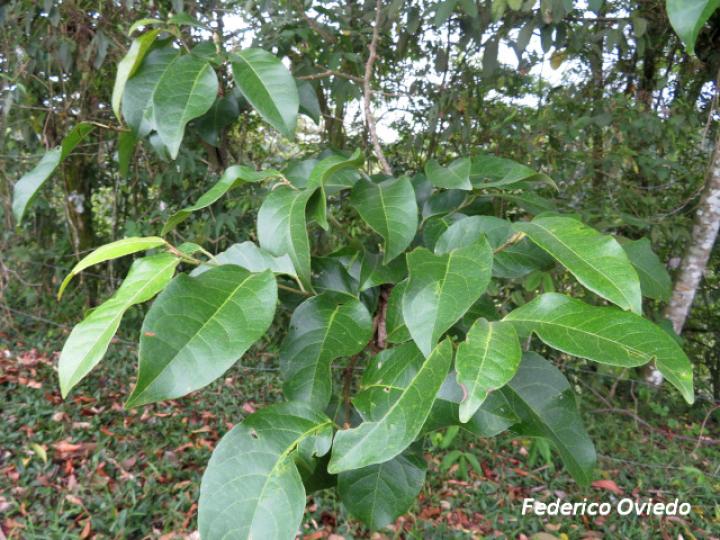 Croton megistocarpus