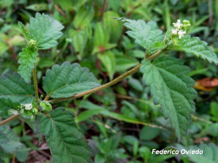 Croton trinitatis (Comastrona)