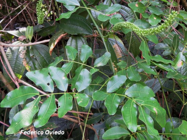 Entada gigas (Corazón de mar)
