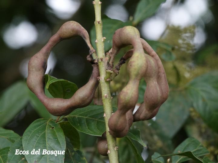 Erythrina gibbosa (Poró)