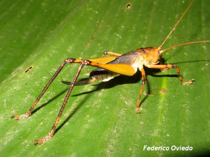 Goethalsiella genicularis