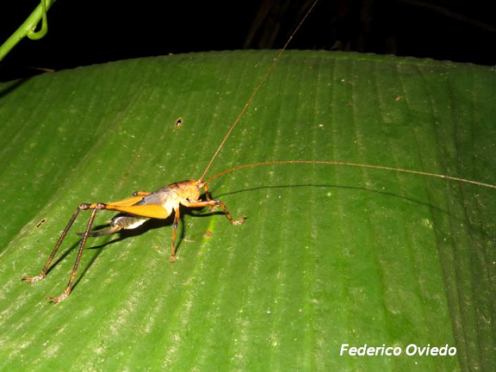 Goethalsiella genicularis