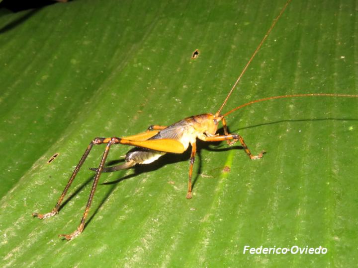 Goethalsiella genicularis