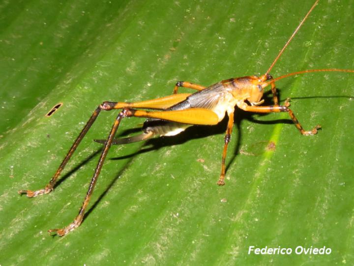 Goethalsiella genicularis