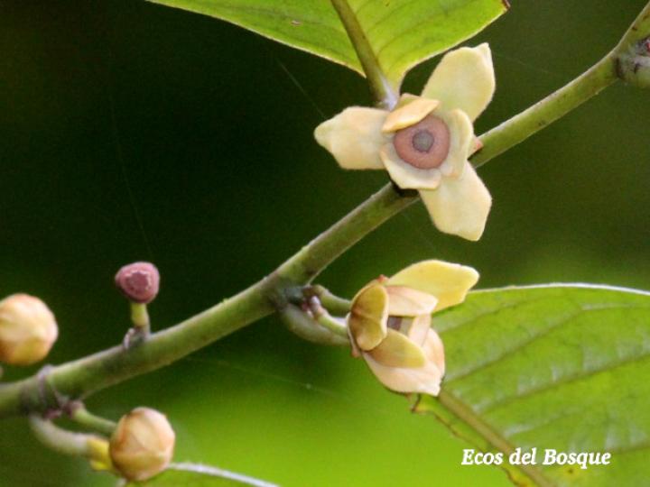 Guatteria amplifolia