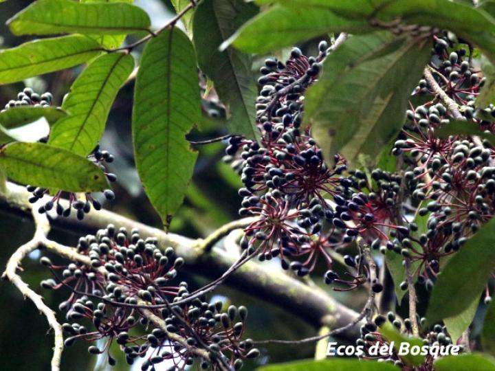Guatteria amplifolia