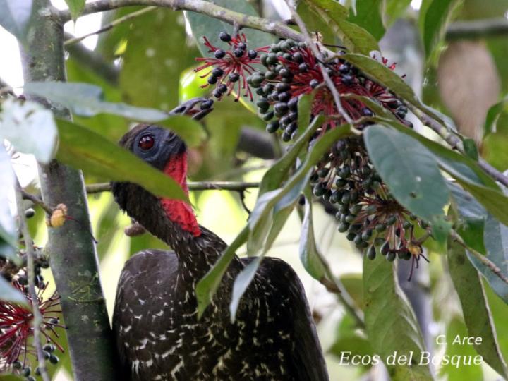 Guatteria amplifolia