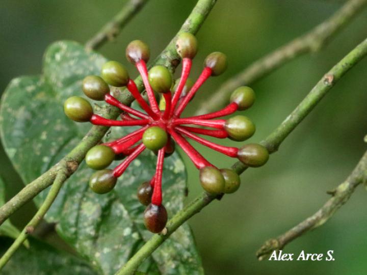 Guatteria amplifolia