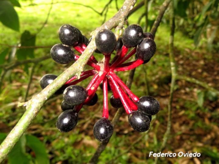 Guatteria amplifolia