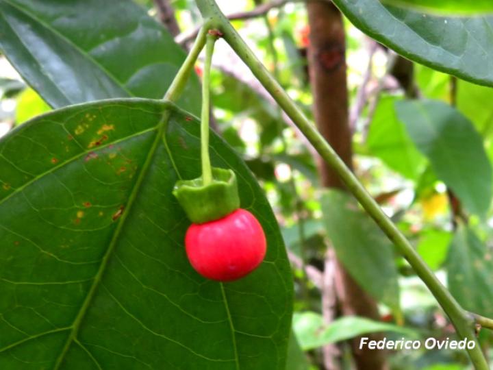 Heisteria scandens