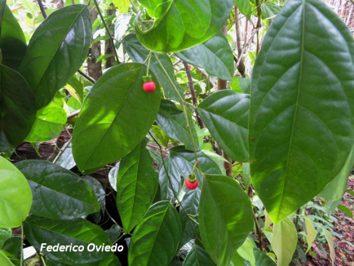 Heisteria scandens