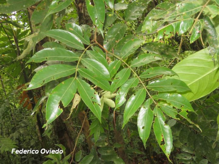 Inga cocleensis