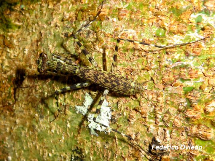 Liturgusa maya (Mantis de corteza)