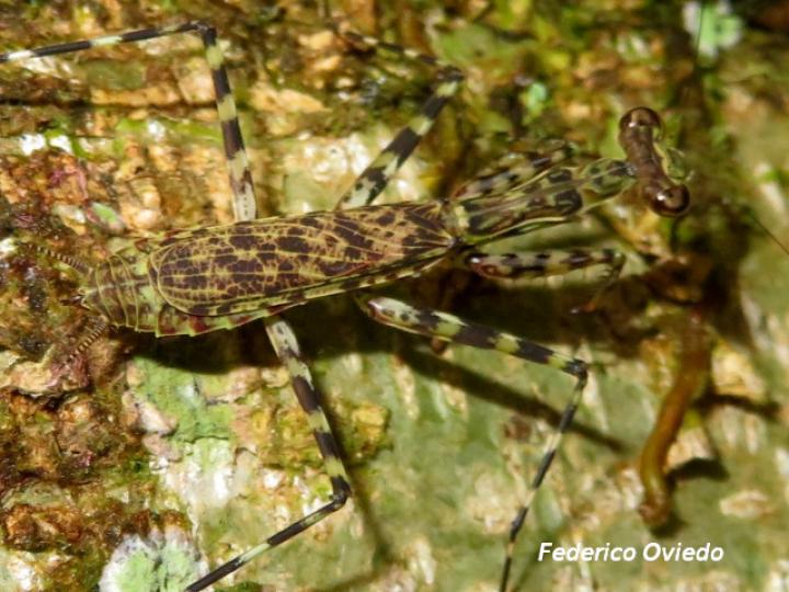 Liturgusa maya (Mantis de corteza)