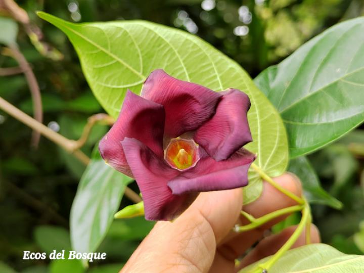 Mandevilla veraguasensis