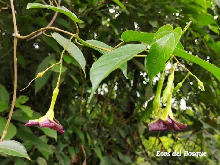 Mandevilla veraguasensis