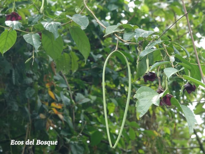Mandevilla veraguasensis