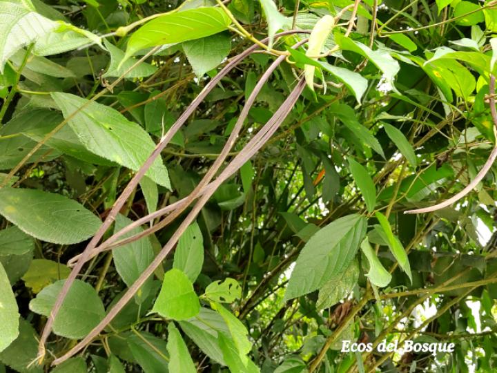 Mandevilla veraguasensis