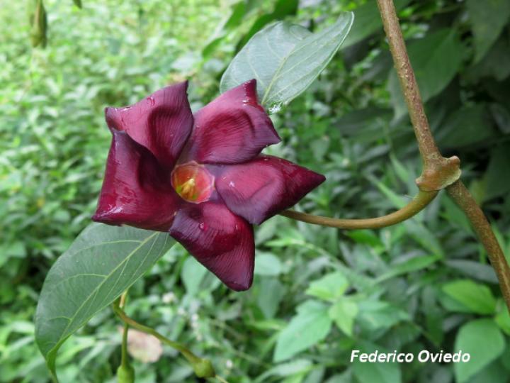 Mandevilla veraguasensis