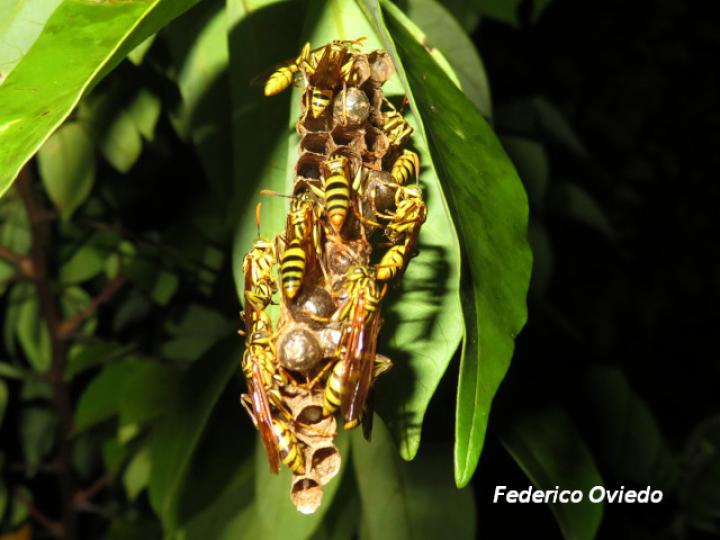 Mischocyttarus basimacula