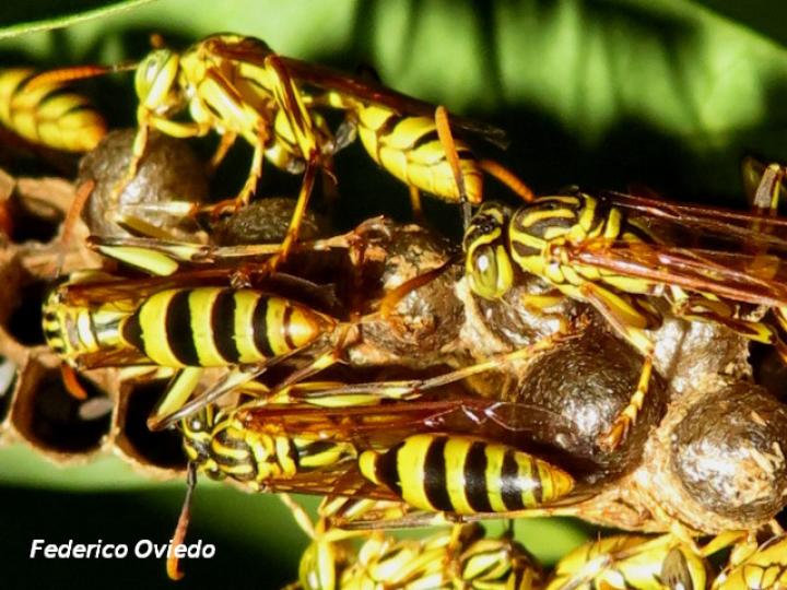 Mischocyttarus basimacula