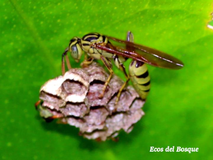 Mischocyttarus basimacula