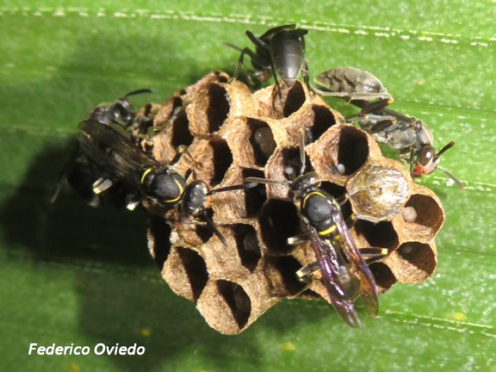 Mischocyttarus tolensis (Avispa de cintura larga toleaña)