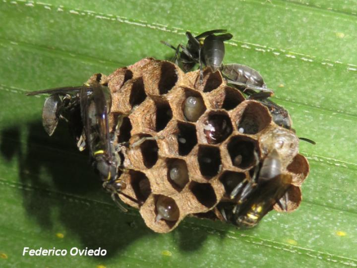 Mischocyttarus tolensis (Avispa de cintura larga toleaña)
