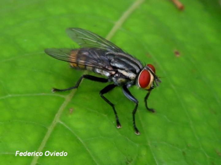 Musca domestica (Mosca doméstica)