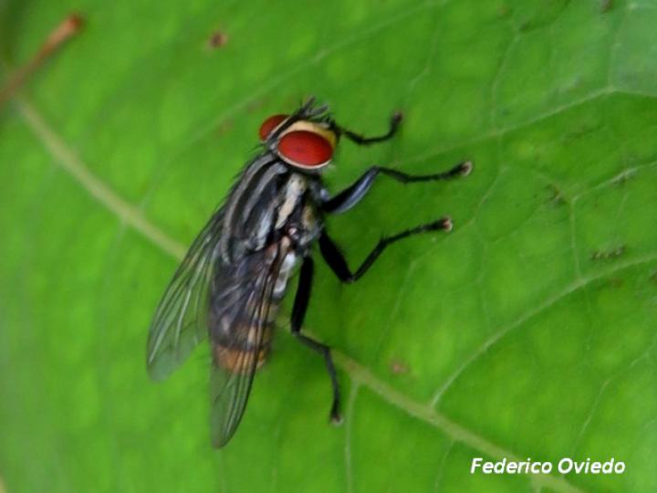 Musca domestica (Mosca doméstica)