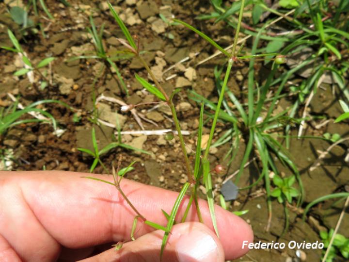 Oldenlandia lancifolia