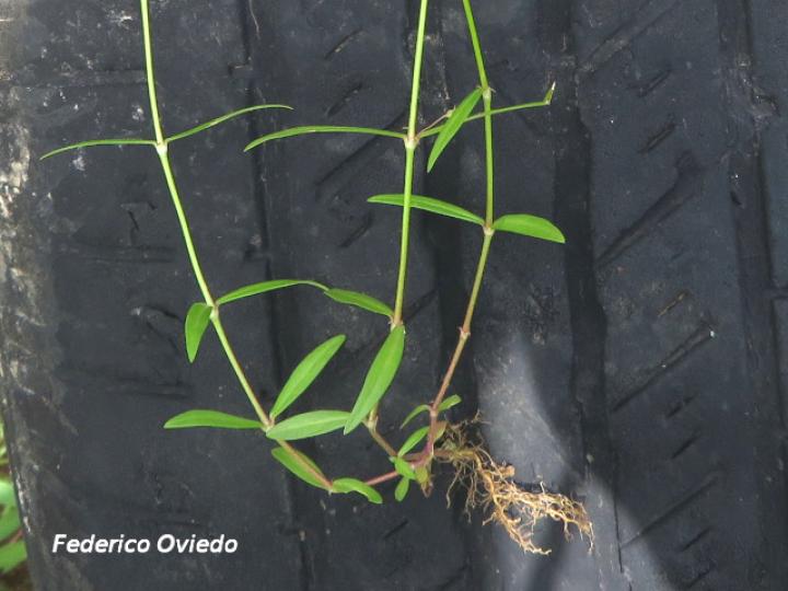 Oldenlandia lancifolia