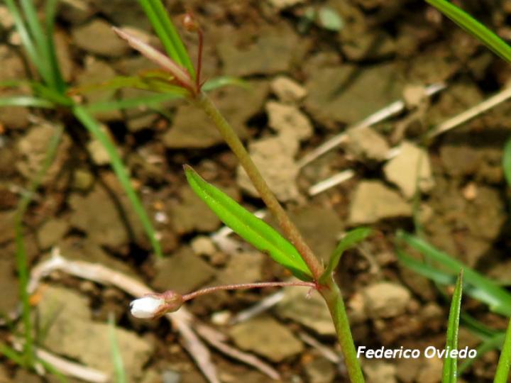Oldenlandia lancifolia