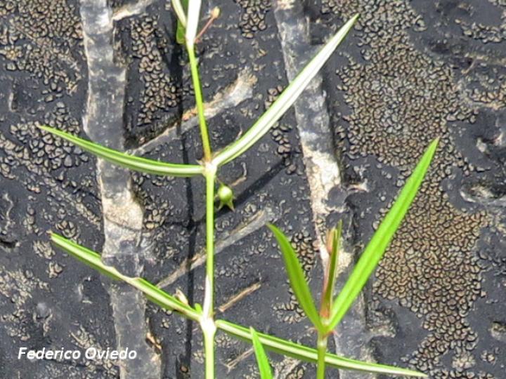 Oldenlandia lancifolia