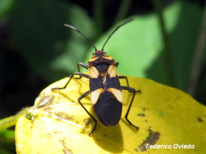 Oncopeltus cingulifer