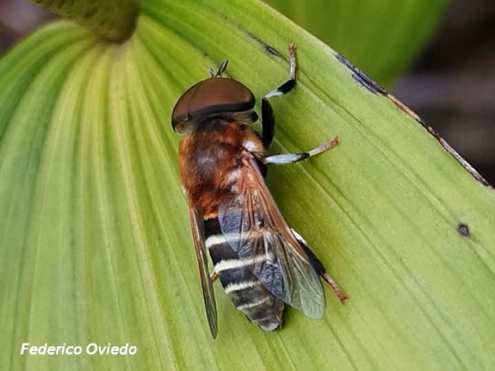 Palpada mexicana (Mosca dorada de felpa)