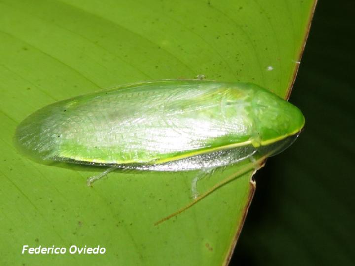Panchlora nIvea (Cucaracha verde)
