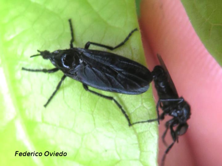 Penthetria heteroptera (Zopilotillos)