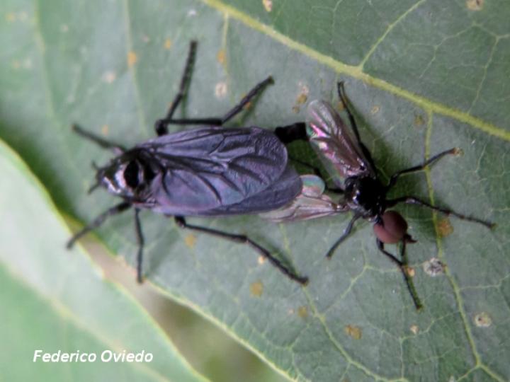 Penthetria heteroptera (Zopilotillos)