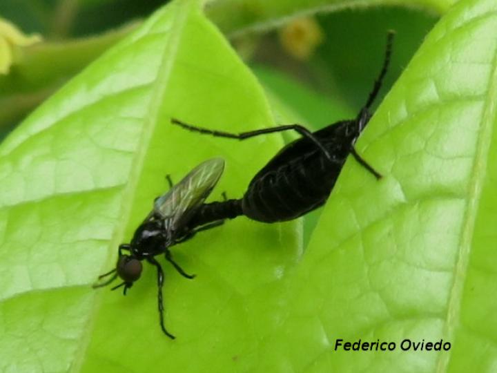 Penthetria heteroptera (Zopilotillos)