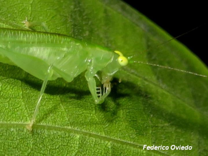 Phlugis sp Individuo1