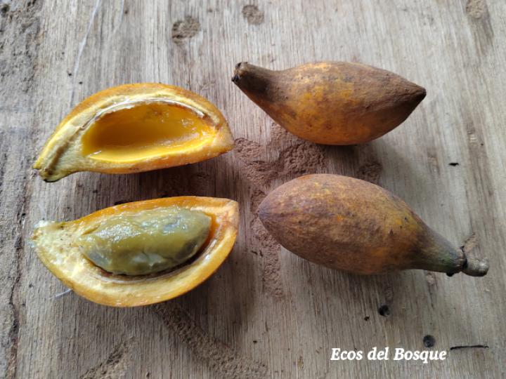 Pouteria campechiana (Canistel)