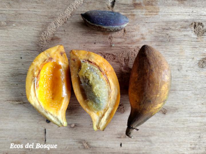 Pouteria campechiana (Canistel)