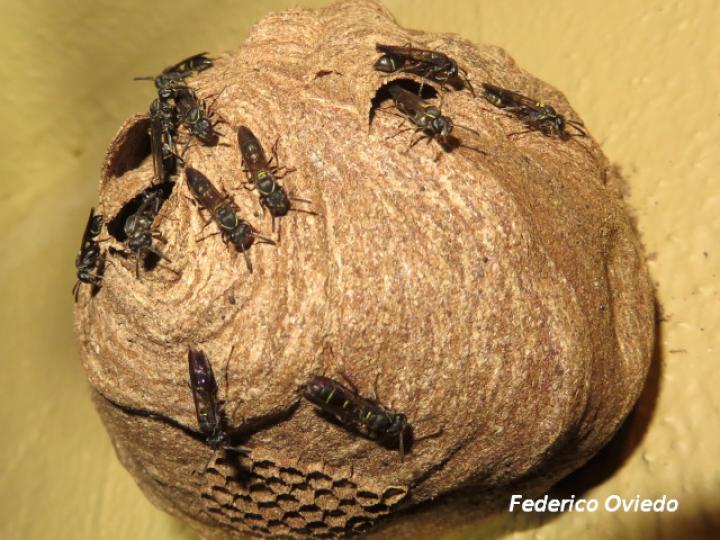 Pseudopolybia compressa