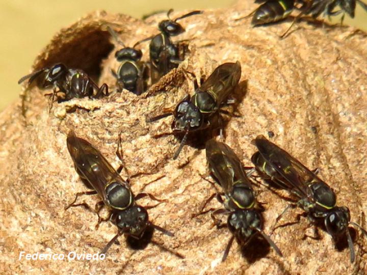 Pseudopolybia compressa