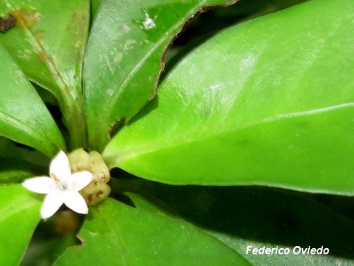 Psychotria chagrensis